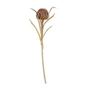 Dry Round Shape Protea 63 cm 173-1005 A.Kahve