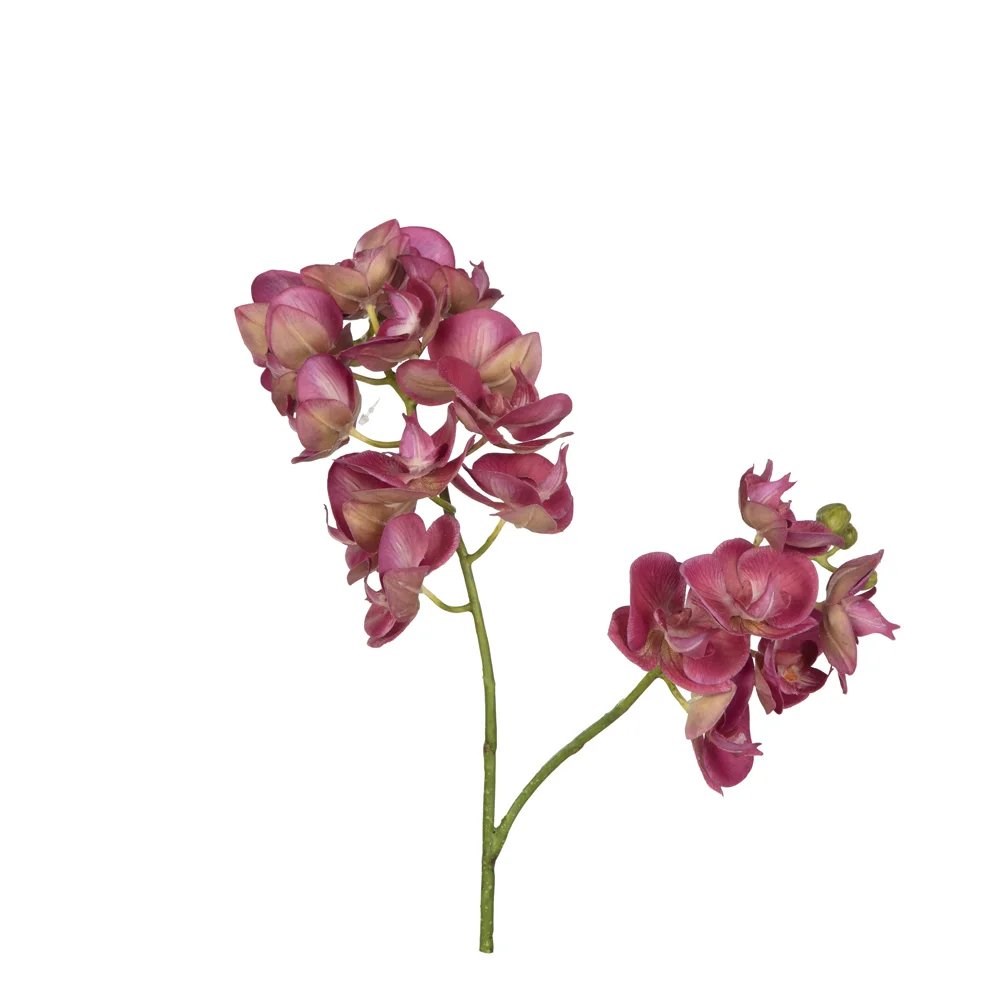 Phalaenopsis Orchid 65 cm 25-0055 Mor