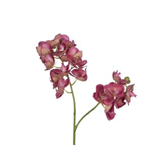 Phalaenopsis Orchid 65 cm 25-0055 Mor